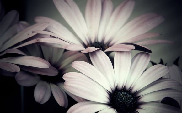 朱婷伤到手的是哪一次比赛