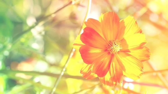 2011赛季掘金阵容