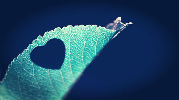 94年火箭夺冠阵容