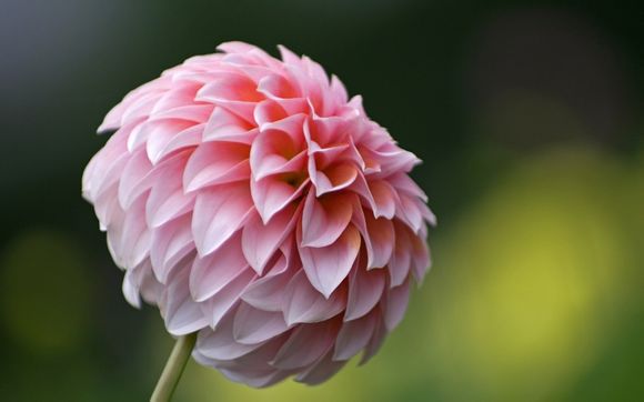 雄鹿冠军赛季的东决