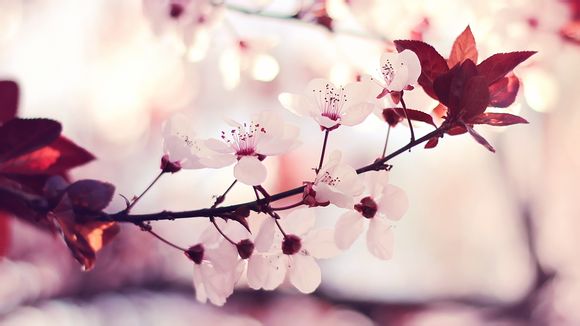 2018年女篮世界杯参赛者最终排名