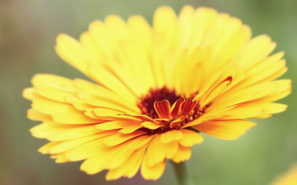 伊布现在在哪个俱乐部