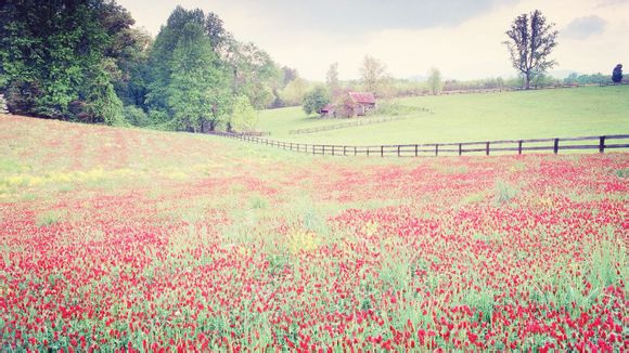 54泰森最近的一场比赛