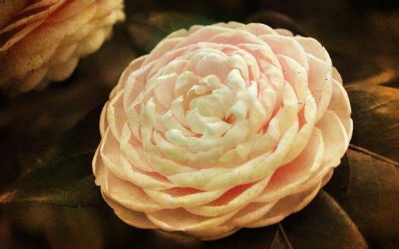 英文缩写cba的中文意思是什么