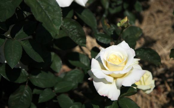 世界杯拿过冠军的国家