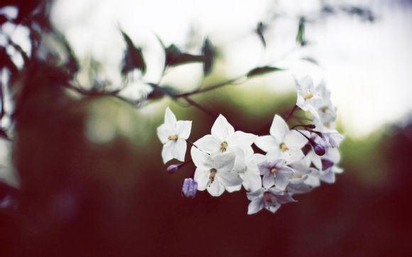 火箭比赛赛程图